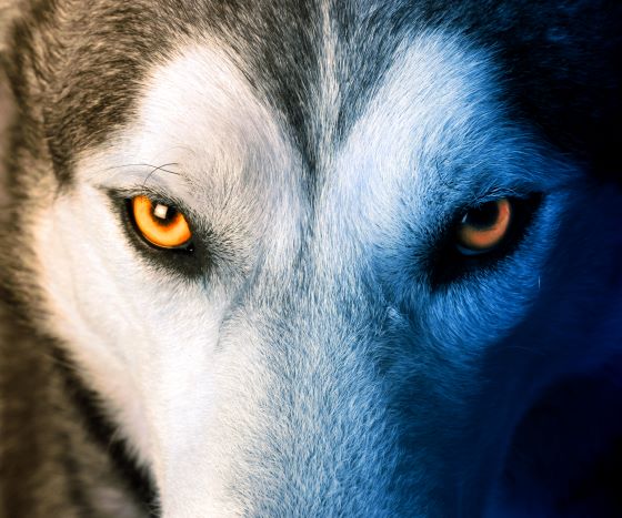 Free Preview - Spirit Quest (Shadow World, Book 1) - Chapter 3 - Eli and the Mountain Realm of Lycanthropes