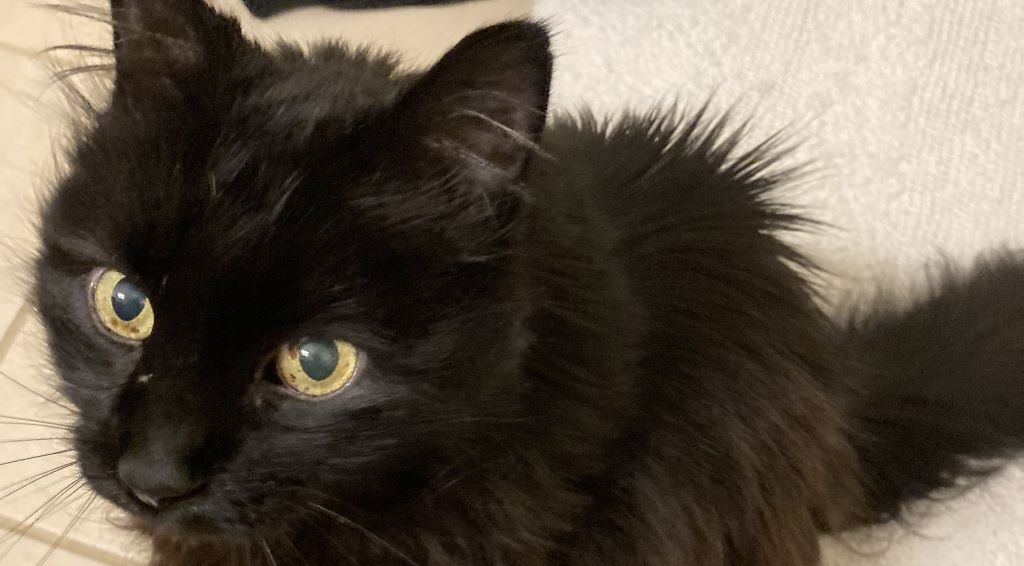 Meet Angel the Cat