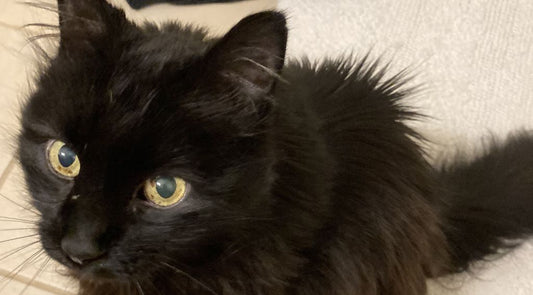 Meet Angel the Cat